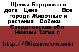 Щенки Бордоского дога › Цена ­ 60 000 - Все города Животные и растения » Собаки   . Свердловская обл.,Нижний Тагил г.